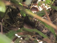 Coelites epiminthia