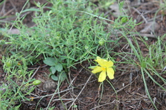 Hibbertia stricta