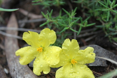 Hibbertia stricta
