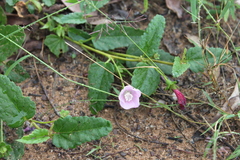 Hibiscus sturtii
