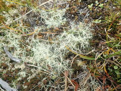 Usnea contexta
