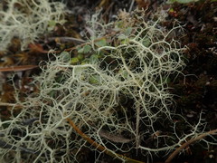 Usnea contexta
