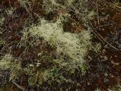 Usnea contexta