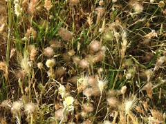 Trifolium cherleri