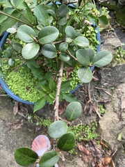 Ficus microcarpa latifolia