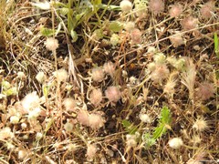 Trifolium cherleri