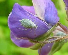 Macrosiphum albifrons