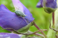 Macrosiphum albifrons