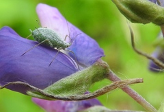 Macrosiphum albifrons