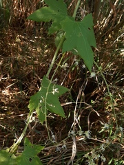 Echinocystis lobata