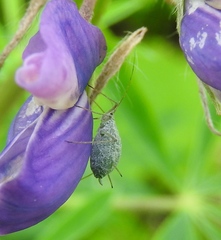 Macrosiphum albifrons