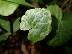 Phytomyza ranunculi
