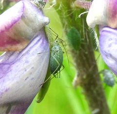 Macrosiphum albifrons