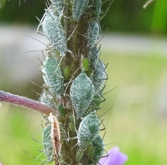 Macrosiphum albifrons