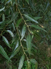 Salix euxina