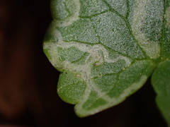 Phytomyza ranunculi