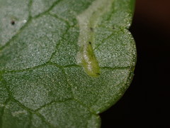 Phytomyza ranunculi