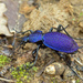 Carabus scabrosus - Photo (c) Sinan Ceylan, some rights reserved (CC BY-NC), uploaded by Sinan Ceylan