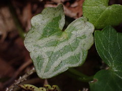 Phytomyza ranunculi