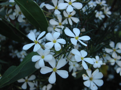 Ricinocarpos pinifolius