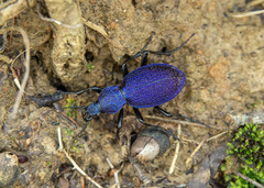 Carabus scabrosus