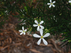 Ricinocarpos pinifolius