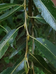 Salix euxina