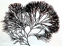 Melanthalia abscissa