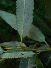 Salix euxina