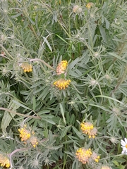 Anthyllis vulneraria