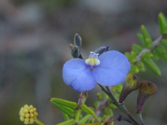 Comesperma defoliatum