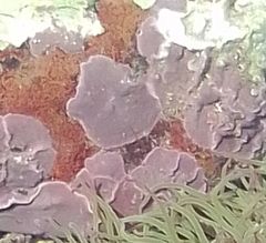 Lithophyllum incrustans