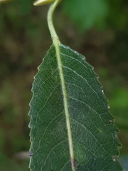 Salix euxina