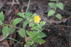 Sida pedunculata