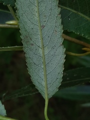 Salix euxina