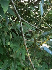 Salix euxina