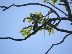 Pycnonotus barbatus tricolor
