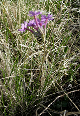Primula halleri