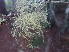 Usnea dasaea