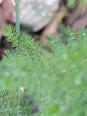 Asparagus setaceus