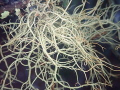 Usnea dasaea