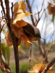 Coleotichus blackburniae