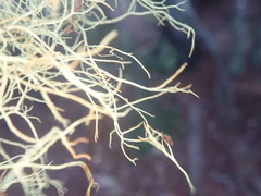 Usnea dasaea