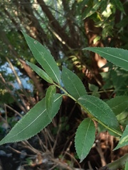 Salix euxina