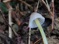Mycena subviscosa