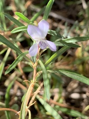 Viola arborescens