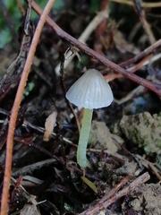 Mycena subviscosa