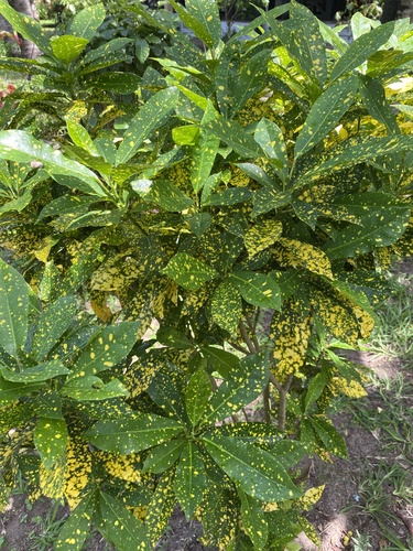 Codiaeum variegatum var. variegatum image