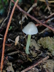 Mycena subviscosa