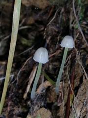 Mycena subviscosa